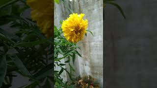 New life after monsoon effect #tamilsong #kerala #monsoon #newlife #nature #shorts