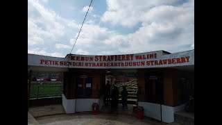 Walini Ciwidey strawberry farm right in front of your bungalows