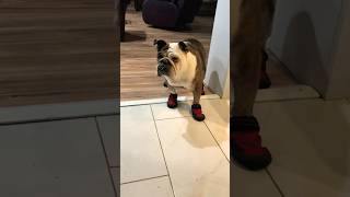 BULL DOG WEARING SOCKS