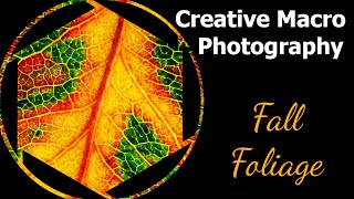 Creative Macro - Fall Foliage