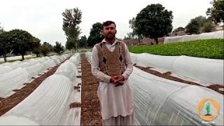 Increase Vegetable Production Using Tunnel Farming and Earn More Profit