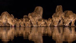 The lions have come to the river to drink water.