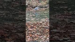 Blue Heron in the Lake in November #hikingadventures #wildlife #bird