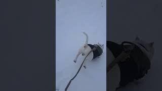 Dogs Having Fun in The Snow