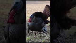 Turkey Hunt with a .410 Contender #turkeyhunt #hunting