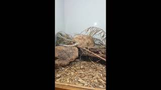 RATTLESNAKE | RATTLE VIPER SNAKE | RATTLESNAKE VIDEO