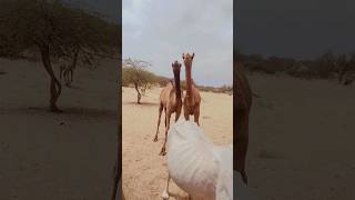 two camel Baby #viral #animals #wildlife #crazy