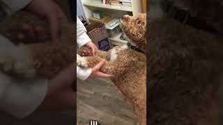 Golden-doodle  Dancing 111