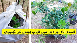 Unique Fruit Plants Deliver To Islamabad And Lahore | Rare garden