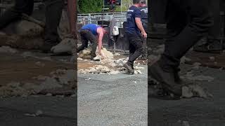 Sheep shearing time #sheep #shearer #shearing #summer #bovine #animals #wales