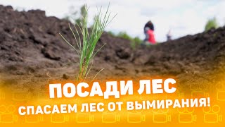 Посади лес 2022 - Куртамышский район