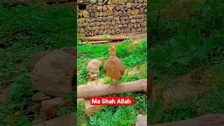 Mashah Allah  || pakistani tater awaz