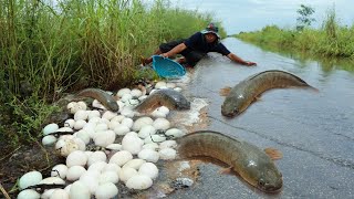 Best hand fisherman, A fisherman catch fish on the road by hand skill