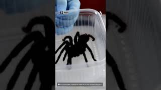 320 tarantula ve 110 kırkayakla havaalanında yakalandı| VOA Türkçe