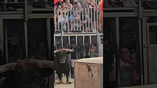 salida de los dos toros cerriles en el Grao de Castellón 27 de junio de 2024