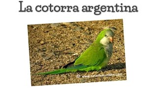 Cotorra argentina