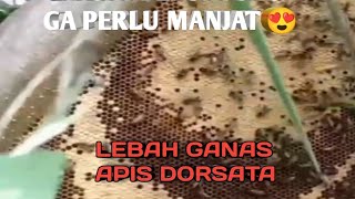 LEBAH APIS DORSATA