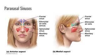 Nose, Paranasal Sinuses, Pharynx