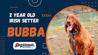 Irish Setter, 2 y/o, "Bubba" | Best Irish Setter Obedience Training