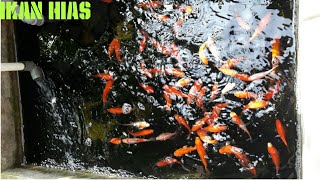 Kolam Ikan Minimalis | Budidaya ikan Mas Di Kolam Sederhana | Ikan Mas|Kolamnya kecil Ikannya Banyak