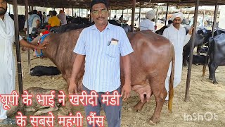 भैंसों की मंडी रावतसर। is buri bhains Ko dekhkar aap bhi ho jaaoge hairan