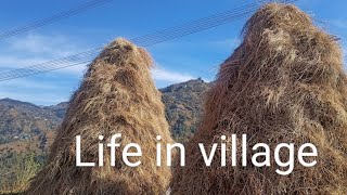 life in village... wonderful view 😍