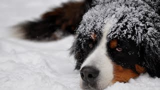 Bernese Mountain Dog and Canine Arthritis