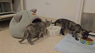 Shelter Kittens & Suspected Aliens Honey & Hilda Battle For Dominance Over Water!