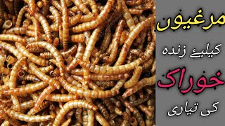 what is live food | how to raise insects at home | free feed ideas | best food for chicks | mealworm