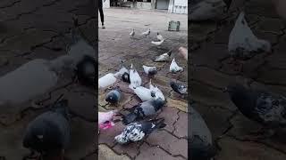 #pigeon #answer #poetry #urdupoetry #birds #pigeion #bird #kabootar #pegeon #birdspecies 🕊️🕊️🕊️🕊️🕊️