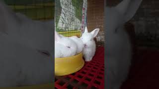 cute bunny chew