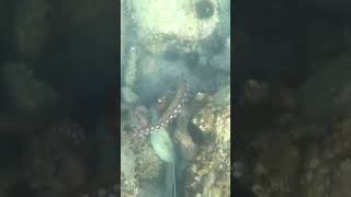 #aegean #cressi #spearfishing #grecce #octopus #sea #speargun #pulpo #fishing #fishingvideo #2024