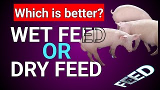 Wet feed vs Dry Feed, which is the best for Pigs