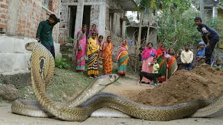 नाग-नागिन के मिलन का अद्भुत दृश्य हुआ कमरे में कैद,फिर देखें कैसे पकड़े गए Mating Cobras rescued