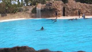 show de delfines en Loro Parque Tenerife Julio 2011