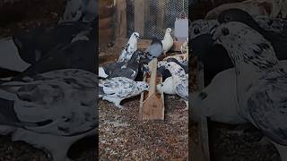 pigeon short video #kabootar #kabutar #shorts #youtubeshorts #pigeon