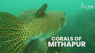 Corals of Mithapur - A conservation initiative by Wildlife Trust of India