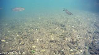 Fischfauna Feldkirchener Aue 2018 0823 142059 015