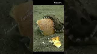 Octopus Fighting Crab 🐙🦀//Wildlife Under Water// World Creatures Battle who Win?//Livestream