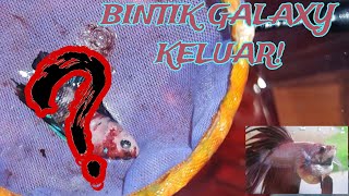 IKAN BERMUTASI SAMPAI NAIK GALAKSI! BERITA BAIK TAPI ADA CERITA SEDIHNYA...