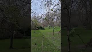 London's feral parrots in St James Park @Travel with Gezgin Bedevi