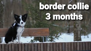 Qui-Gon-Jinn - border collie 3 months #dogtricks #bordercollie #dogtraining