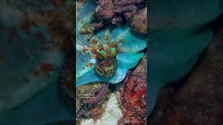 🐙 What color would you call this?🎥: Anna DeLoach- Caribbean Reef Octopus tenting over coral 🪸