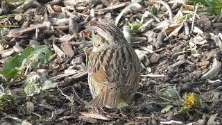 LINCOLN'S SPARROW