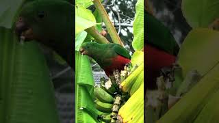 BANANA Theft 🍌 Caught on CAMERA 😁🤣😂💖💙👍💚💛💜, Judgement day 🤣👌,  Parrot #Funny #CaughtOnCamera #shorts