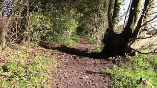 Essington - Wood Path 4