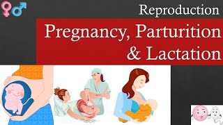 Pregnancy, Parturition & Lactation | Reproduction | NEET | Biology | 12th NCERT Decoded in Marathi