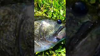 INSANE bass caught out of drain pipe #florida #fishing #outdoors