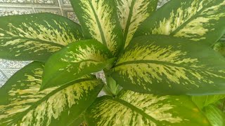 HOW TO CARE AND PROPOGATION OF DIEFFENBACHIA PLANT//GARDENING AND CRAFTY