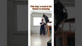 Dog's trust in his owner amazing short 🤩🤩#shorts #love #pet #loyal #trust #insane